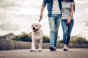 hoeveel calorieën verbruik je met wandelen